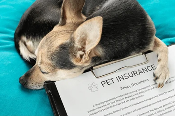 Best Pet Insurance Oregon 2024: Safeguard Your Furry Friends!